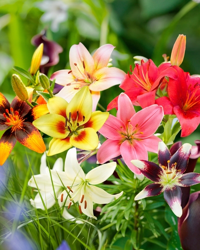 ĽALIA ASIATIC MIX 50 ks